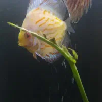 دیسکس سالم|ماهی|زابل, |دیوار