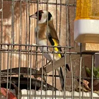 سهره سر سیاه|پرنده|بجنورد, |دیوار