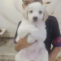 توله سگ پشمالو