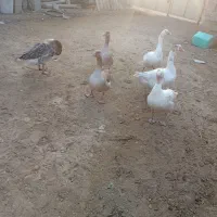 قاز|حیوانات مزرعه|گنبد کاووس, |دیوار