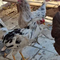 مرغ کورچ و خروس گلین جوان تازه بالغ|حیوانات مزرعه|تهران, کن|دیوار