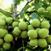نهال گردو پربار در نهالستان
