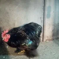 خروس کوشین بلک