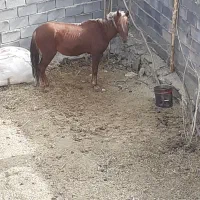 اسب خوب باری بدون هیچ مشکلی