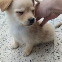 سگ پامر روباهی|سگ|گلوگاه, |دیوار