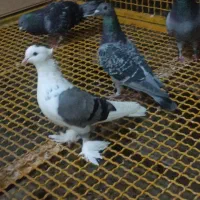 پاپر ماده