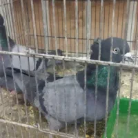 کبوتر|حیوانات|اصفهان, بهارستان|دیوار