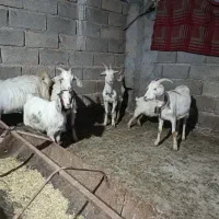 بز سانن و ترکمنی