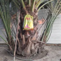 پاجوش نخل برحی