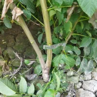 فروش نهال گردو فرنورپیوندی لیبل دار|خدمات باغبانی و درختکاری|بافق, |دیوار