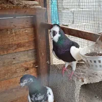 کبوتر معاوضه میکنم