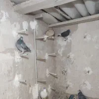 14تانرپریده|پرنده|کرمان, |دیوار