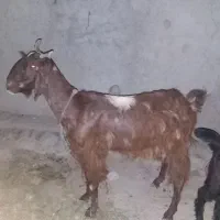 بزسه قلوزا شیری درجه یک ماشاءالله