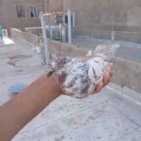 کفتر