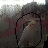 عروس هلندی سخن گو