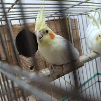 عروس هلندی|پرنده|قائم‌شهر, |دیوار