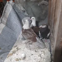 جوجه کبوتر وبالغ