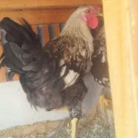 خروس|حیوانات مزرعه|اصفهان, شهرک امام خمینی|دیوار