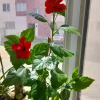 گل طبیعی  شاداب