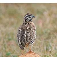 کود بلدرچین کیلویی 7هزار