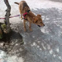 واگذاری سگ بومی محلی