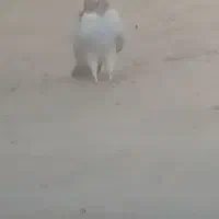 کفتر پرشی باخت رفته