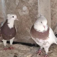 ۵ عدد کبوتر طوقی درجه یک