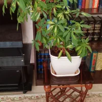 گلدان طبیعی شفلرا