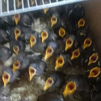 جوجه مینا|پرنده|اصفهان, دهنو|دیوار