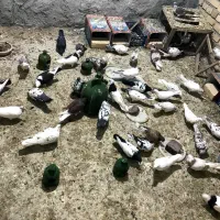 کفتر|پرنده|کاشان, ۲۲ بهمن|دیوار