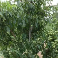 چند نفر برای چیدن گردو