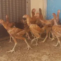 جوجه خروس و مرغ لاری