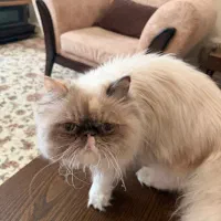 گربه پرشین با اصالت