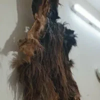 پوست بز|کلکسیون و سرگرمی|خور (اصفهان), |دیوار