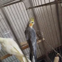 عروس هلندی نرو ماده جفت|پرنده|تهران, اوقاف|دیوار