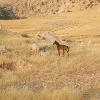 مادیون وکره اسب