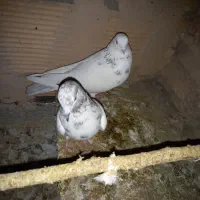 کبوتر پرشی|پرنده|پاکدشت, پاکدشت (مامازند)|دیوار