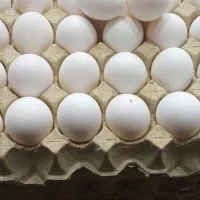 تخم مرغ به قیمت درب مرغداری