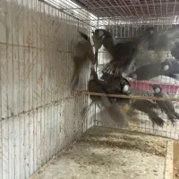 بلدرچین از جوجه تا مولد موجود|پرنده|رشت, علی آباد|دیوار