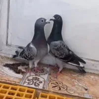 کبوتر پلاکی