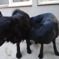 ژرمن بلک شپرد اصیل|سگ|صفادشت, |دیوار