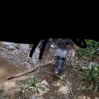 سبز ماده در حد کلافه|پرنده|ریگان, |دیوار