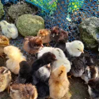 جوجه محلی|حیوانات مزرعه|فومن, |دیوار