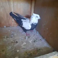 کبوتر دمی نر