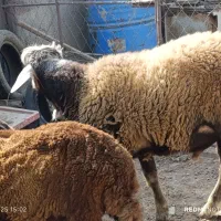 قوچ توقلی جنس کردستانی. افشاری لنگه دوقلو|حیوانات مزرعه|آق قلا, |دیوار