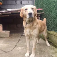 واگزاری سگ گلدن ریتور مو کوتاه