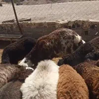 بره نر شیشک گوسفند زنده کشتاری اقتصادی