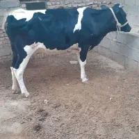 دوتا گاو نزدیک زا|حیوانات مزرعه|کرخه, |دیوار