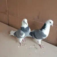 کبوتر پرشی زیبا|پرنده|تهران, ائمه اطهار|دیوار