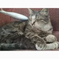 گربه ی خونگی خوشگل از نژاد مو بلند